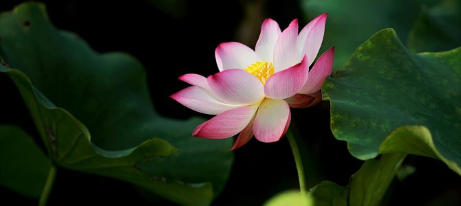 5 Tips to Feel Calm When You Feel Overwhelmed 5 Tips to Feel Calm When You Feel Overwhelmed